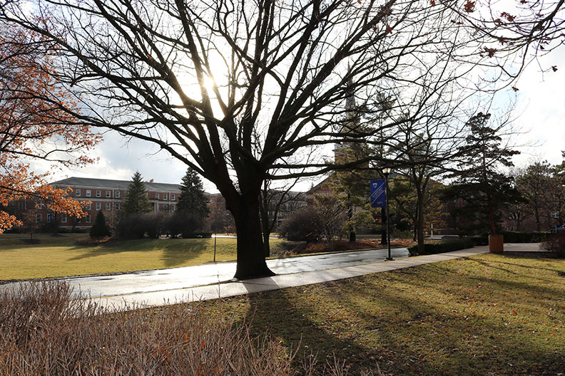 Photo of a tree symbolizing the growth that is possible with student financial aid.